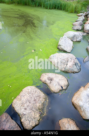 Forte crescita di cianobatteri ( alghe blu-verdi ) alla superficie dell'acqua in un piccolo stagno , Finlandia Foto Stock