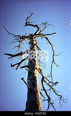 Albero morto Loch Lomond Foto Stock