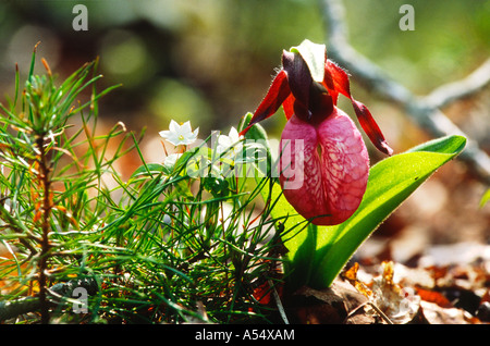 Ladyslipper rosa in boschi Edgartown MA Foto Stock