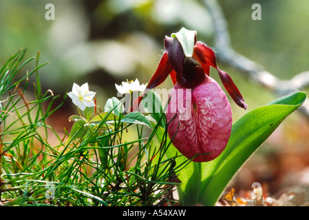 Ladyslipper rosa in boschi Edgartown MA Foto Stock