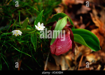 Ladyslipper altri groundplants nei boschi Edgartown MA Foto Stock