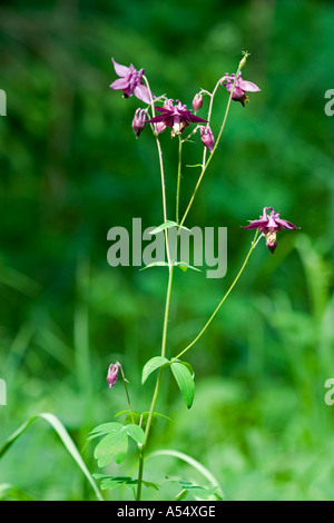 Dark aquilegia alpina Aquilegia atrata Germania Foto Stock