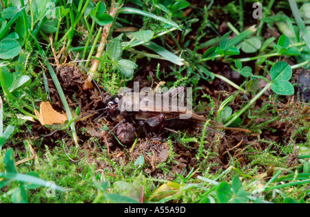 Australian campo nero cricket Foto Stock