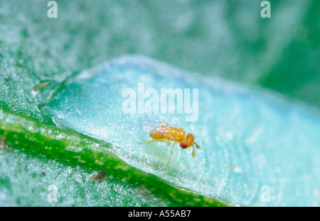 Femmina minuscola wasp Trichogramma carverae, parasitising lightbrown apple moth uova. Foto Stock