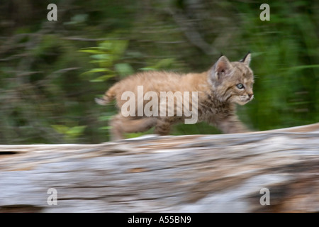 Primo stalking tentativi di un bobcat cub Foto Stock