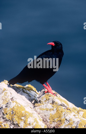 Chough uccelli del mondo naturale in Galles Foto Stock