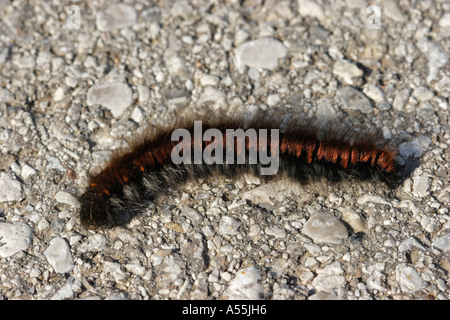 Fox moth macrothylacia rubi austria inferiore Foto Stock