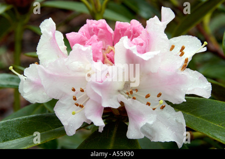 Rhododendron Ericaceae allegria natalizia Foto Stock