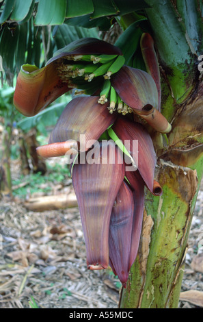 Le banane che cresce su alberi di banana (Musa sp.) Foto Stock