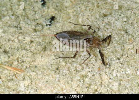 Acqua Scorpion, Nepa cinerea. Sul terreno del fiume Foto Stock