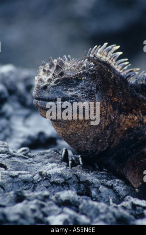 Il marine iguana è la lucertola solo nel mondo con la capacità di vivere e di foraggio a mare ed è endemico dell' Arcipelago delle Galapagos Foto Stock