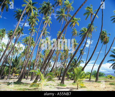 L'antica Kapuaiwa Coconut Grove sull isola di Molokai Hawaii, Stati Uniti d'America è diventata un importante destinazione visitatore su questa piccola isola Foto Stock