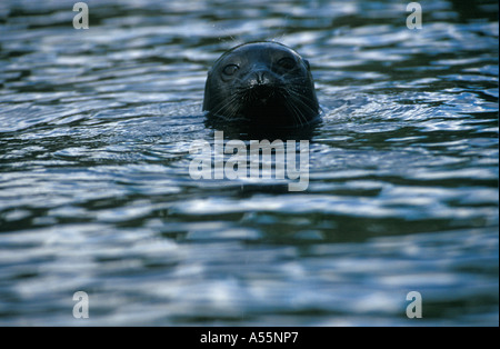 Saimaa guarnizione inanellato Phoca hispida saimensis Finlandia Foto Stock