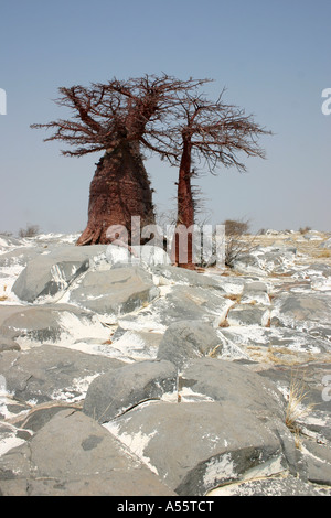 Baobab Botswana Foto Stock