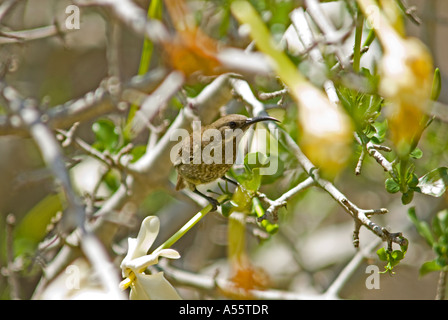 Scarlet-chested Sunbird femmina, Chalcomitra senegalensis, Ithala Game Reserve, KwaZulu-Natal, Sud Africa Foto Stock