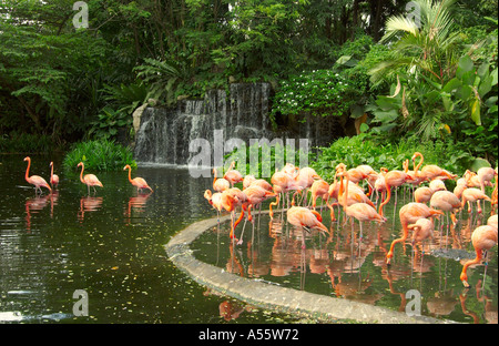 Caraibi fenicotteri a Jurong Bird Park a Singapore Foto Stock