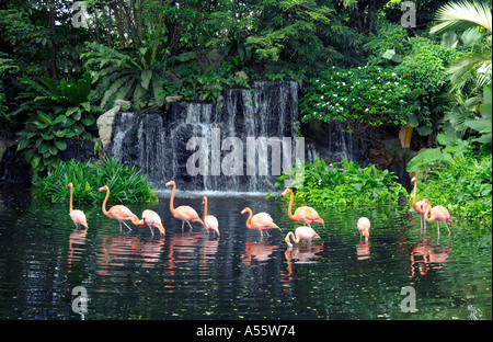 Caraibi fenicotteri a Jurong Bird Park a Singapore, in Asia Foto Stock