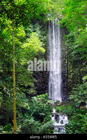 La foresta pluviale e le cascate a Jurong Bird Park a Singapore Foto Stock