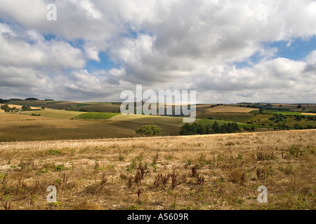 Vincere il verde è sulla collina distanti in questa estate vista attraverso la a Cranborne Chase Foto Stock