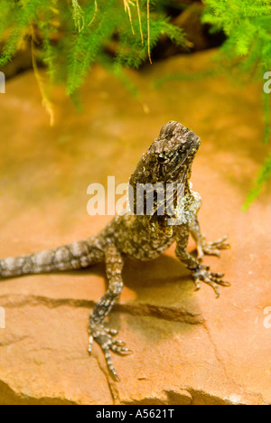 Collo Frilled Lizard Chlamydosaurus kingii Foto Stock