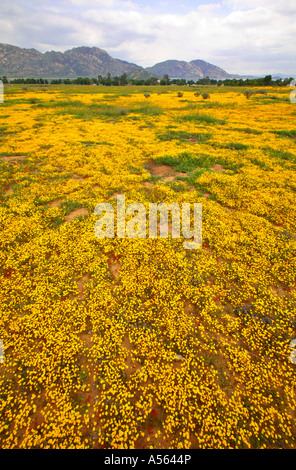 Fiori Selvatici al Lago Perris membro Recreation Area Perris Riverside County in California negli Stati Uniti Foto Stock