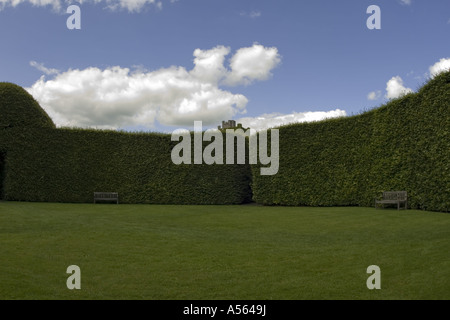 Tall Hedge a Levens Hall Giardino Topiaria da Lake District REGNO UNITO Inghilterra Foto Stock