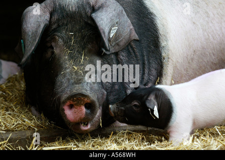 Hallisches Schwein, Tedesco Schwaebisch-Hallisch Farmpig Foto Stock