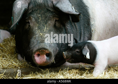 Hallisches Schwein, Tedesco Schwaebisch-Hallisch Farmpig Foto Stock