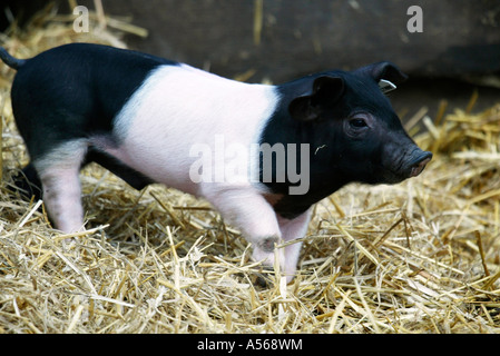 Hallisches Schwein, Tedesco Schwaebisch-Hallisch Farmpig Foto Stock