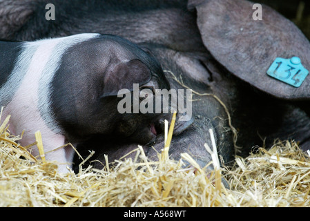 Hallisches Schwein, Tedesco Schwaebisch-Hallisch Farmpig Foto Stock