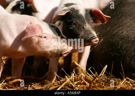 Hallisches Schwein, Tedesco Schwaebisch-Hallisch Farmpig Foto Stock