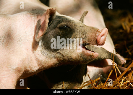 Hallisches Schwein, Tedesco Schwaebisch-Hallisch Farmpig Foto Stock