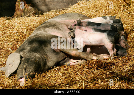 Hallisches Schwein, Tedesco Schwaebisch-Hallisch Farmpig Foto Stock