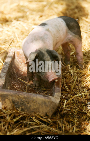 Hallisches Schwein, Tedesco Schwaebisch-Hallisch Farmpig Foto Stock