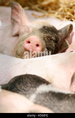 Hallisches Schwein, Tedesco Schwaebisch-Hallisch Farmpig Foto Stock