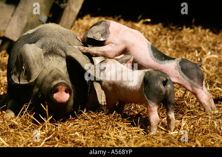 Hallisches Schwein, Tedesco Schwaebisch-Hallisch Farmpig Foto Stock