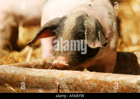 Hallisches Schwein, Tedesco Schwaebisch-Hallisch Farmpig Foto Stock