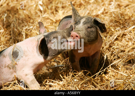 Hallisches Schwein, Tedesco Schwaebisch-Hallisch Farmpig Foto Stock