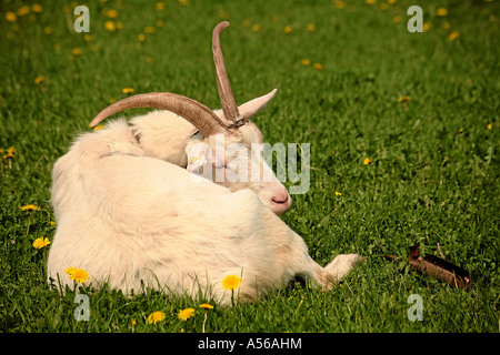 Weiße Deutsche Edelziege auf einer mit Löwenzahnweide Foto Stock