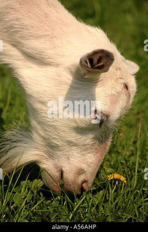 Weiße Deutsche Edelziege auf einer mit Löwenzahnweide Foto Stock