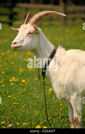 Weiße Deutsche Edelziege auf einer mit Löwenzahnweide Foto Stock