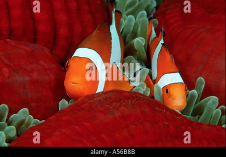 2 clownfish vivere in un anemone marittimo, Amphiprion ocellaris, Bali, Indonesia Foto Stock