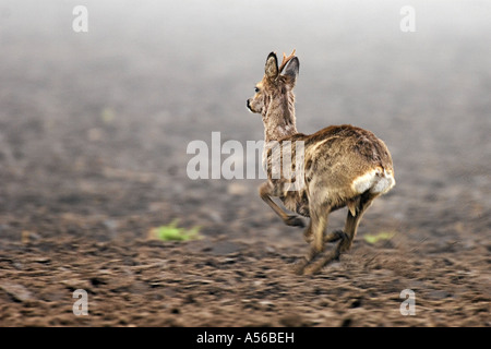 Reh lat Capreolus capreolus Rehbock flüchtend flüchtig laufend Geschwindigkeit im Feld Jagd Saeugetier verhoffend aufmerksamn essere Foto Stock