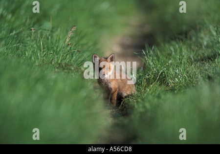 RedFox cub seduti sulla via 4 settimane vecchio SUSSEX REGNO UNITO Foto Stock