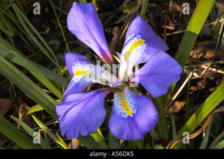 Iris Unguicularis prelevato dalla luce del sole in un giardino Foto Stock