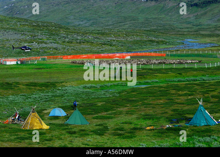 Rentiere wandern in Gatter nach dem vor Zusammentreiben derm nächtlichen Markieren der Rentierkälber Reenderherd (Riproduzione) swed Foto Stock