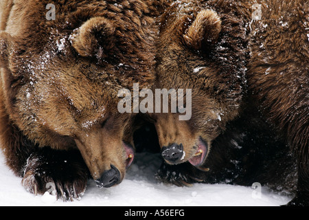 Braunbär Ursus arctos Gehege Zoo Bad Mergentheim Baden Württemberg Foto Stock