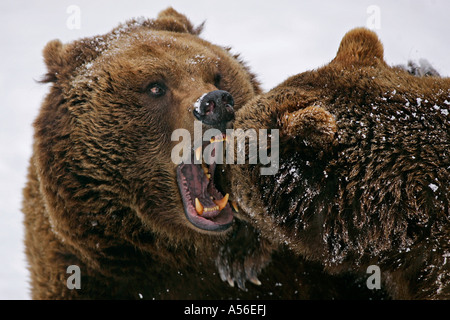 Braunbär Ursus arctos Gehege Zoo Bad Mergentheim Baden Württemberg Foto Stock