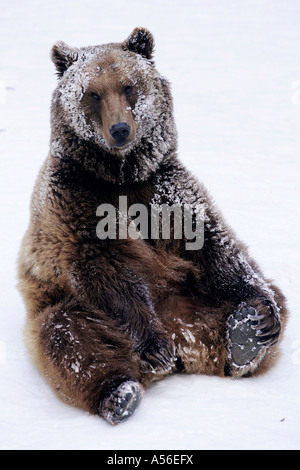 Braunbär Ursus arctos Gehege Zoo Bad Mergentheim Baden Württemberg Foto Stock