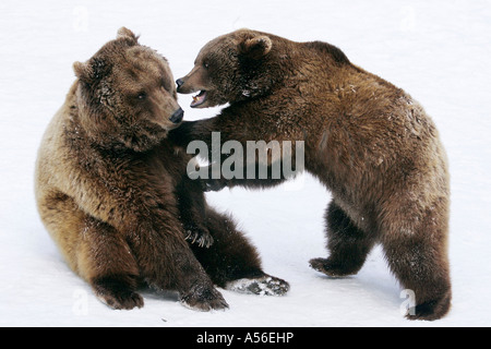 Braunbär Ursus arctos Gehege Zoo Bad Mergentheim Baden Württemberg Foto Stock